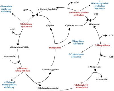 Case report: A Chinese patient with glutathione synthetase deficiency and a novel glutathione synthase mutation